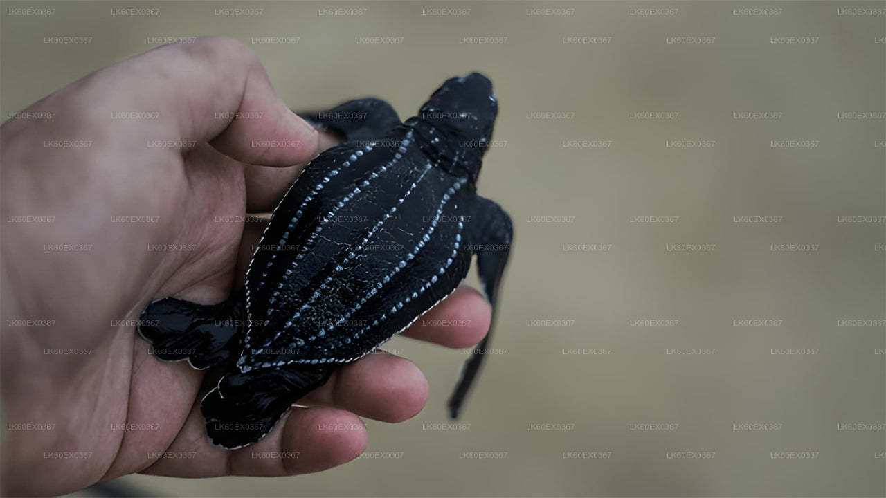 Baby Turtle Release from Induruwa City