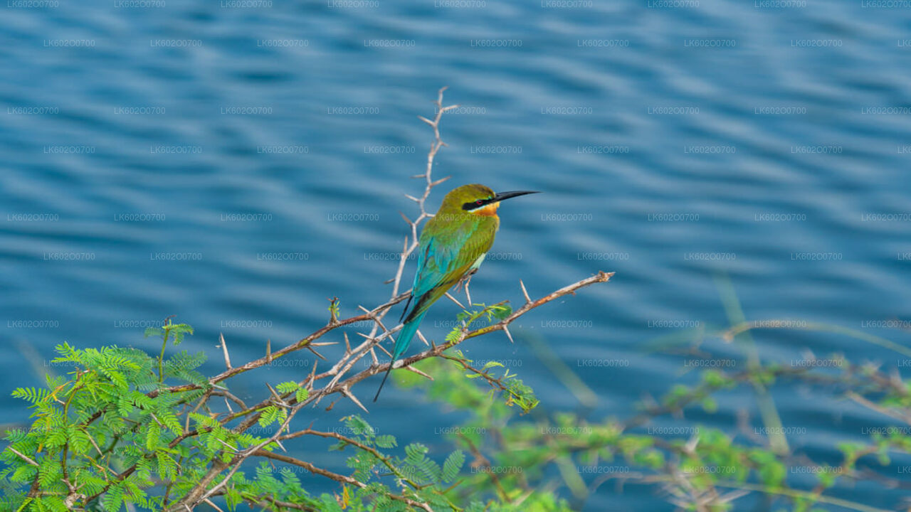 Bundala National Park Safari from Mirissa City
