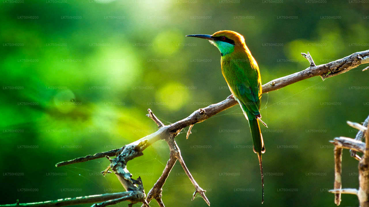 Birdwatching at Muthurajawela Marsh from Colombo City