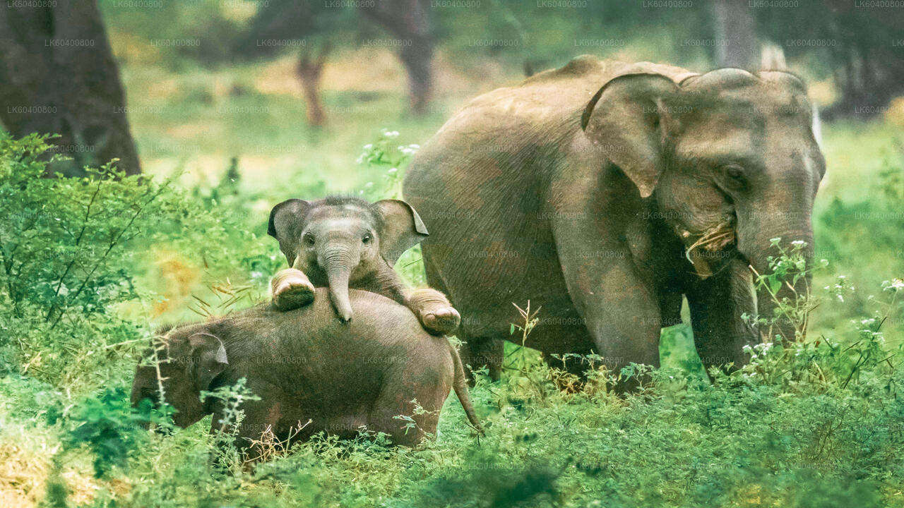 Yala National Park Safari from Ahungalla City