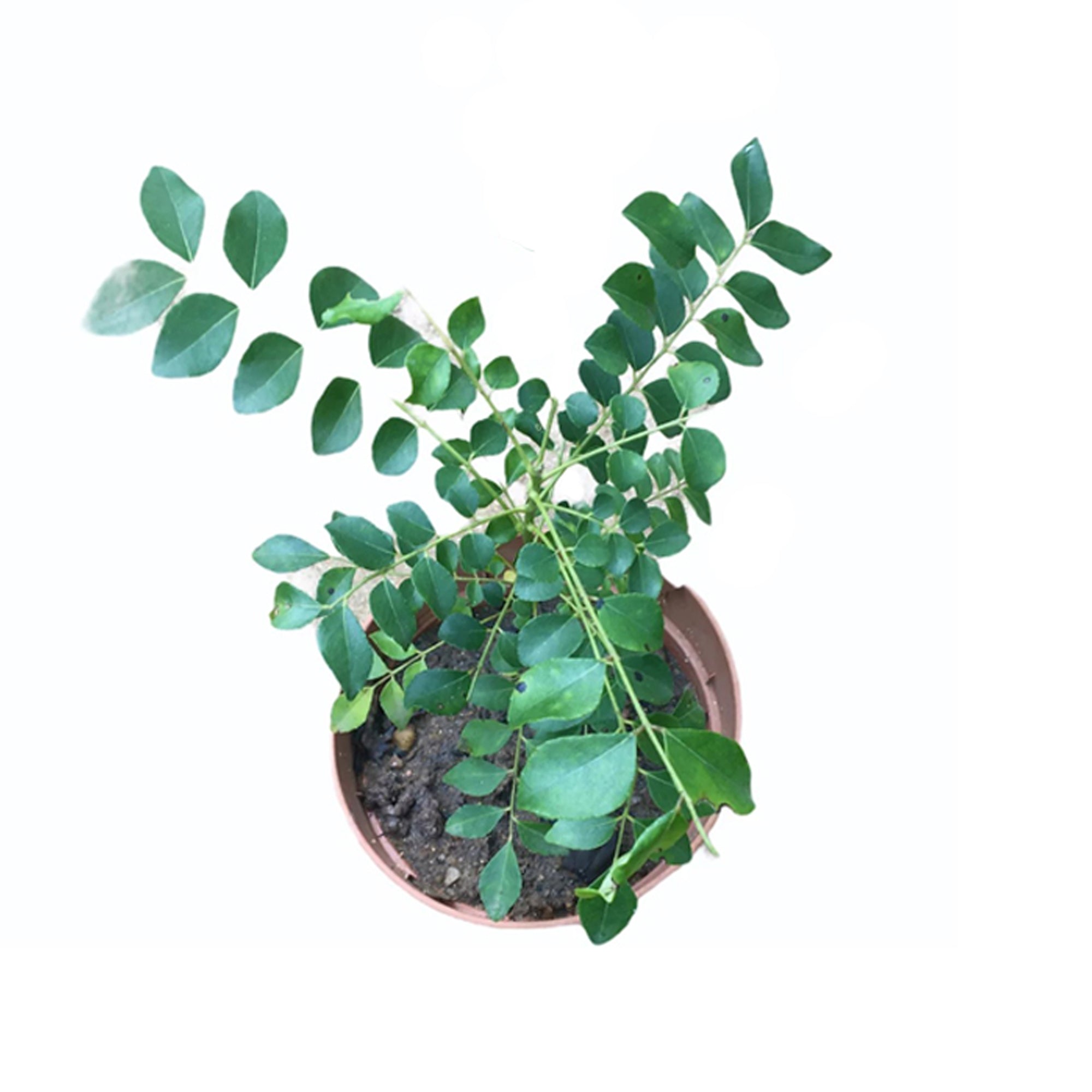 Lakpura® Curry Leaves Plant