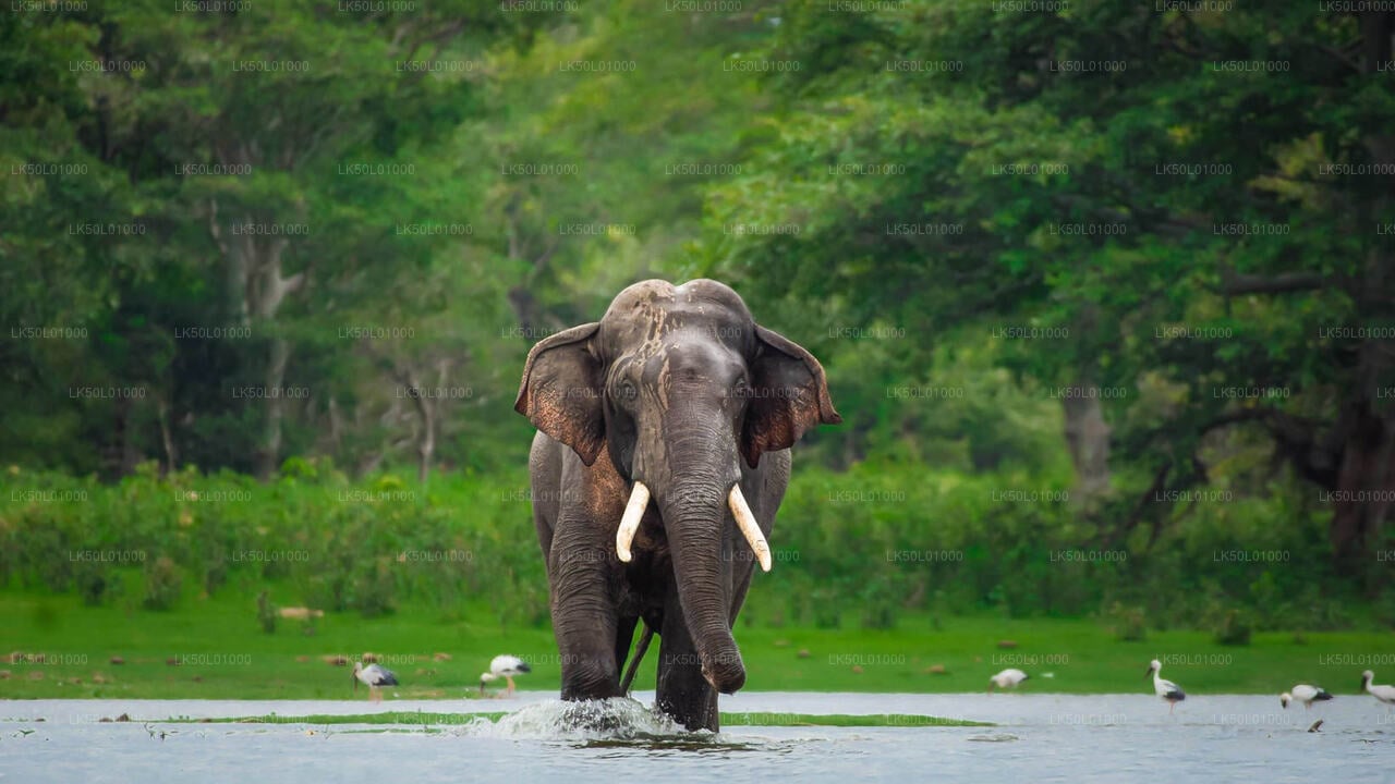 Kalawewa National Park Private Safari