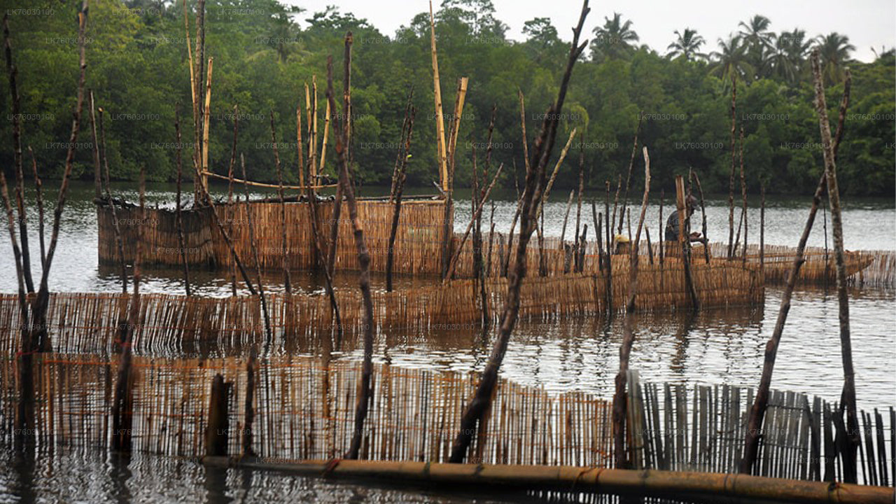 Madu River Boat Safari