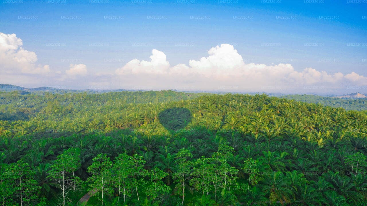 Hot Air Ballooning Tour from Habarana City