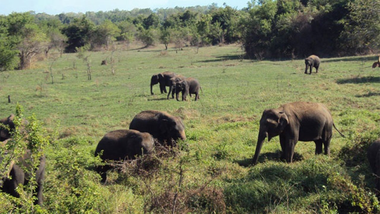 Wasgamuwa National Park Safari from Kandy City