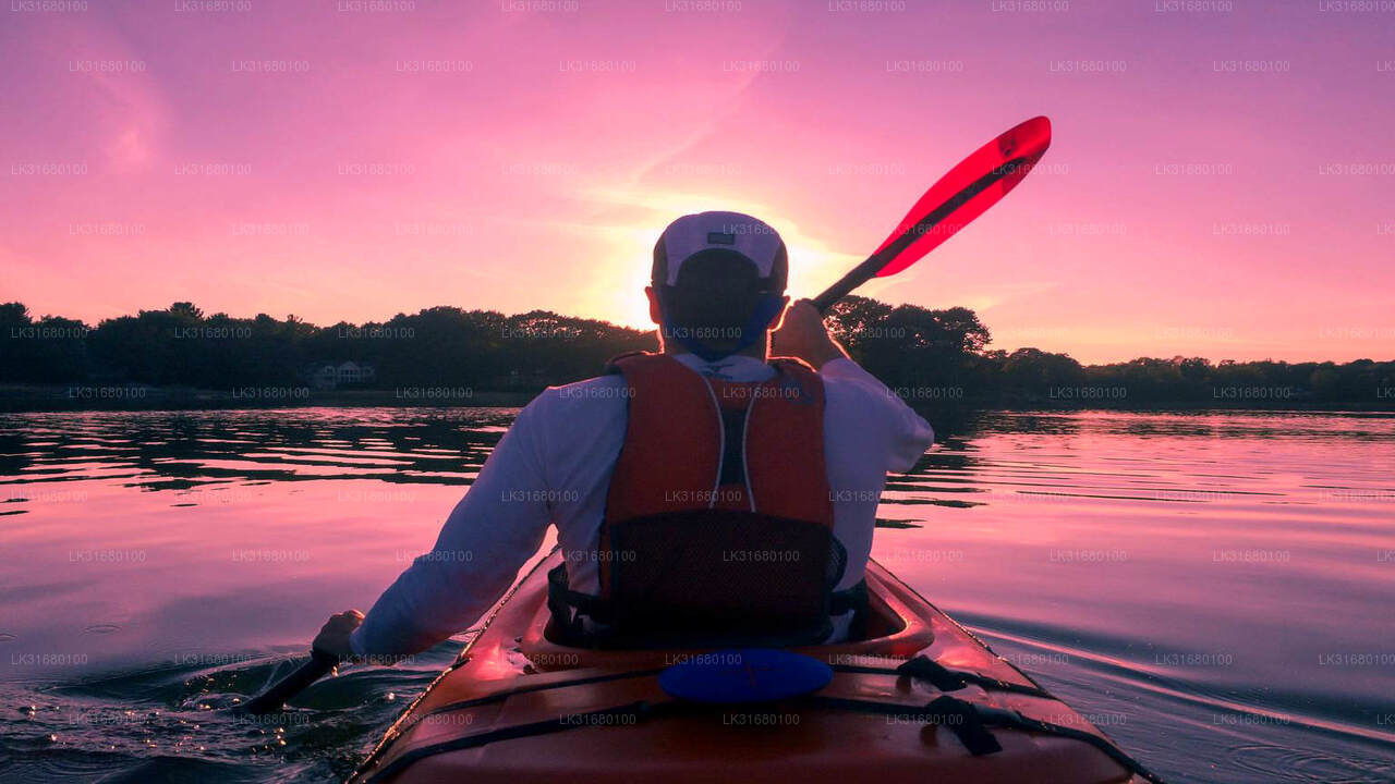 Mangrove Kayaking from Bolgoda Lake