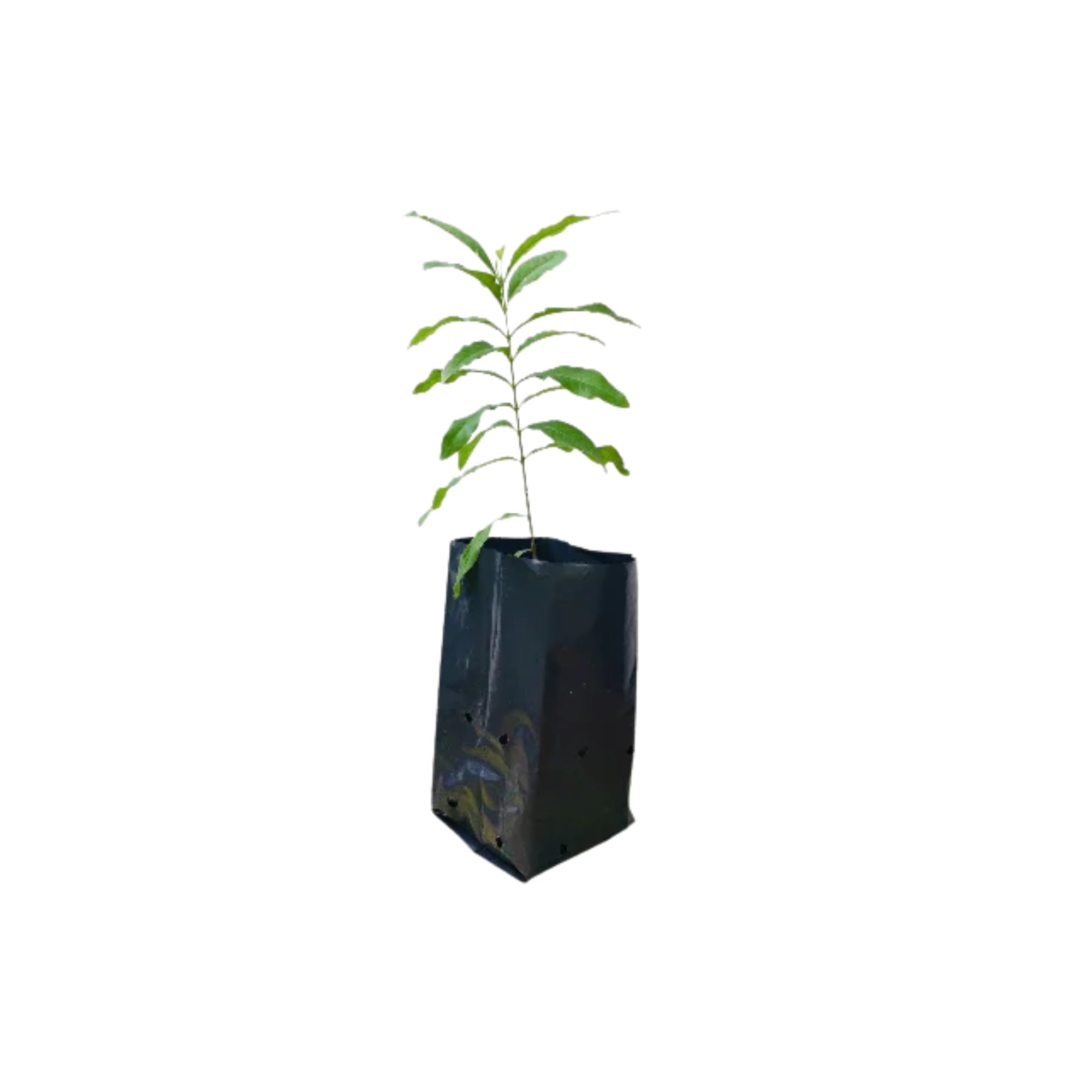 Lakpura® SandleWood (Sudu Hadun) Plant