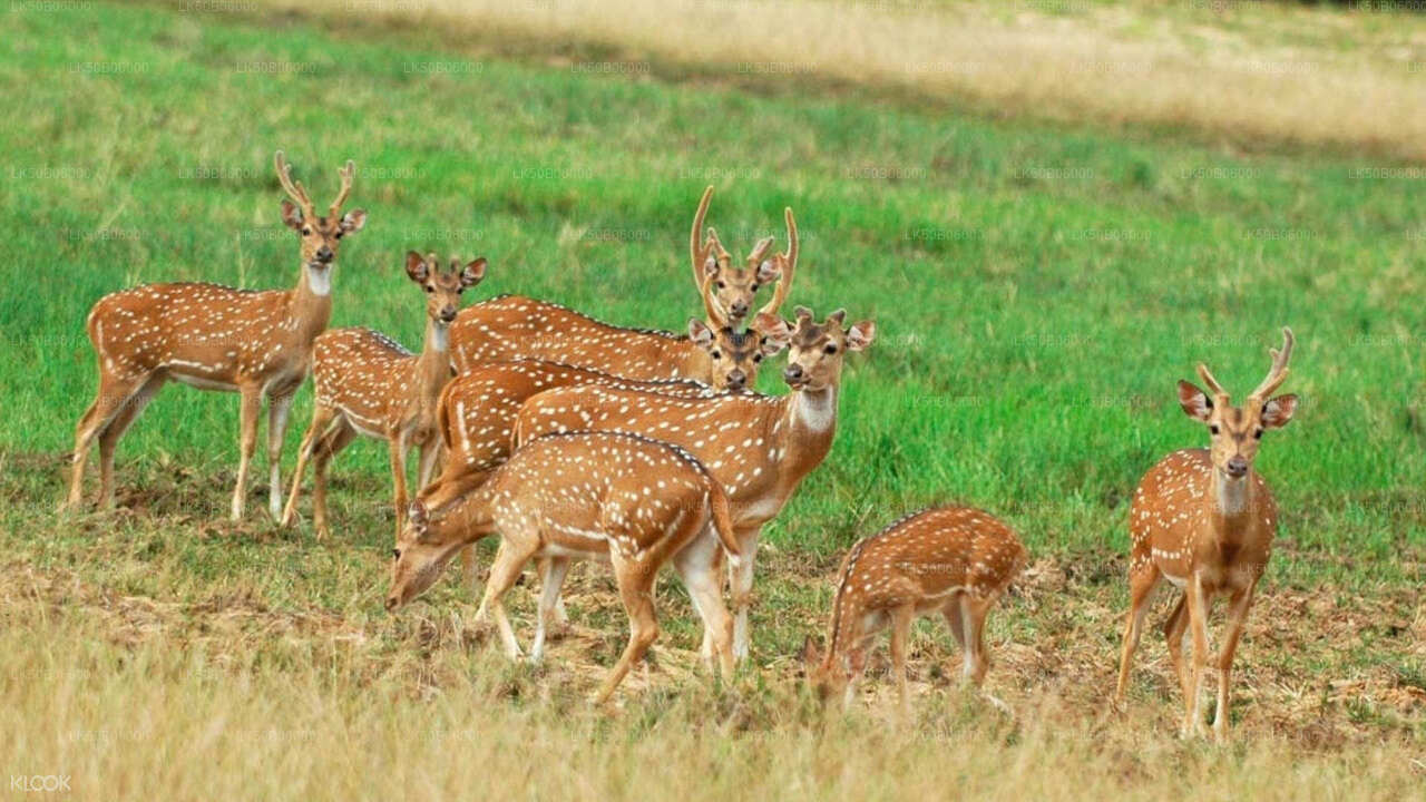 Minneriya National Park Private Safari from Dambulla City