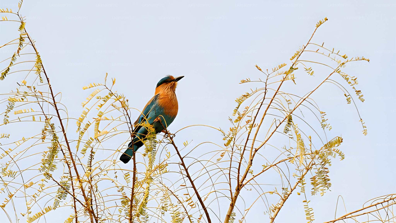 Bundala National Park Safari from Hambantota Seaport