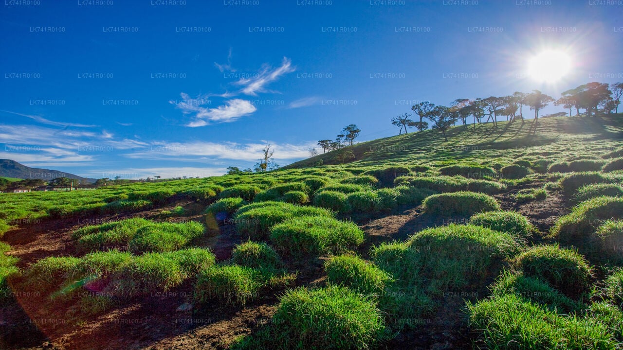 Horton Plains National Park Hike from Nuwara Eliya City