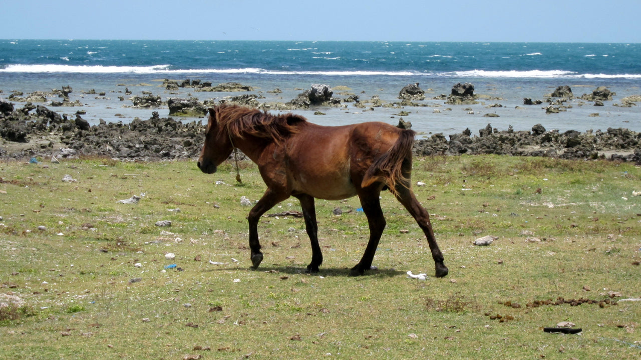 Explore Nainativu and Delft by Boat from Jaffna City