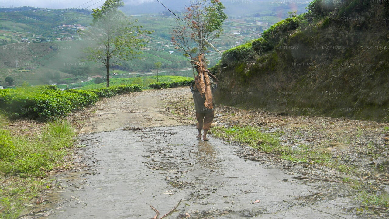 Single Tree Hill Hike from Nuwara Eliya City