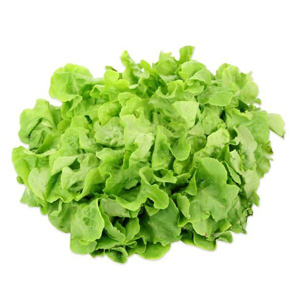 Lakpura® Batavia Lettuce