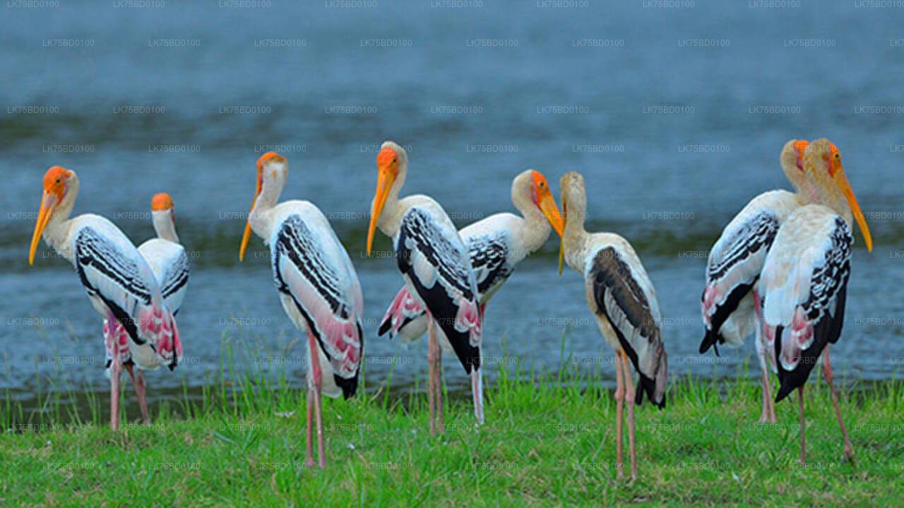 Birdwatching in Bundala National Park from Tissamaharama City