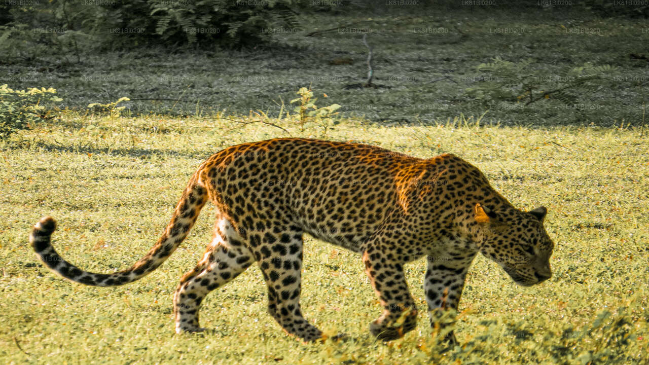 Yala National Park Safari from Hambantota (LKHBK) Seaport