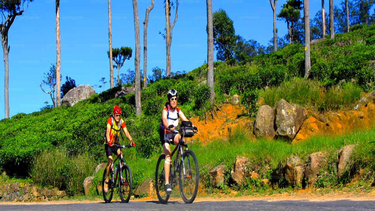 Tea Fields by Bicycle from Kandy City
