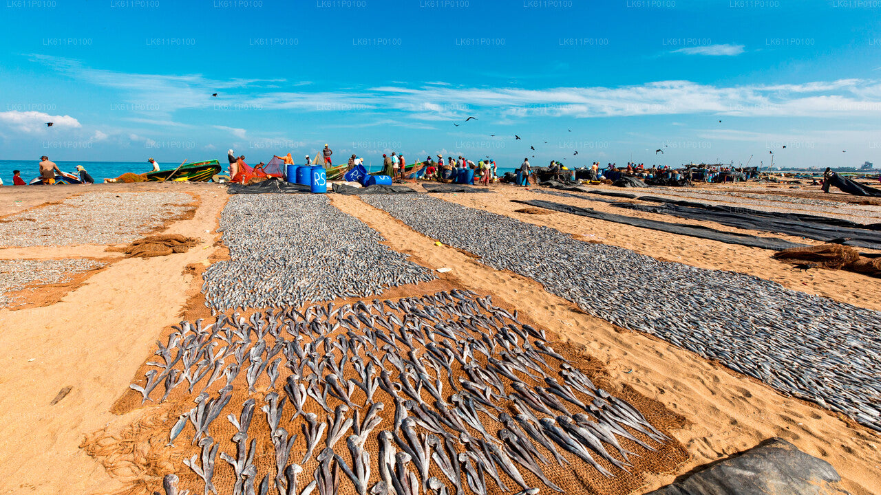 Negombo City Tour from Colombo (LKCMB) Seaport