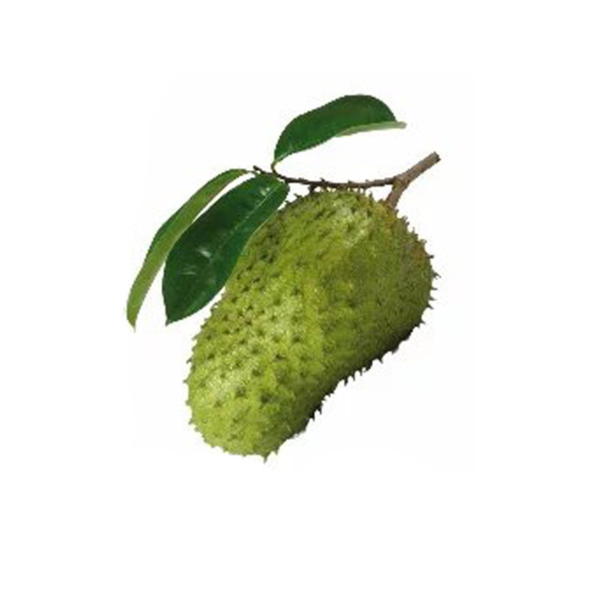 Lakpura® Soursop (Katu Anodha) Layered Plant