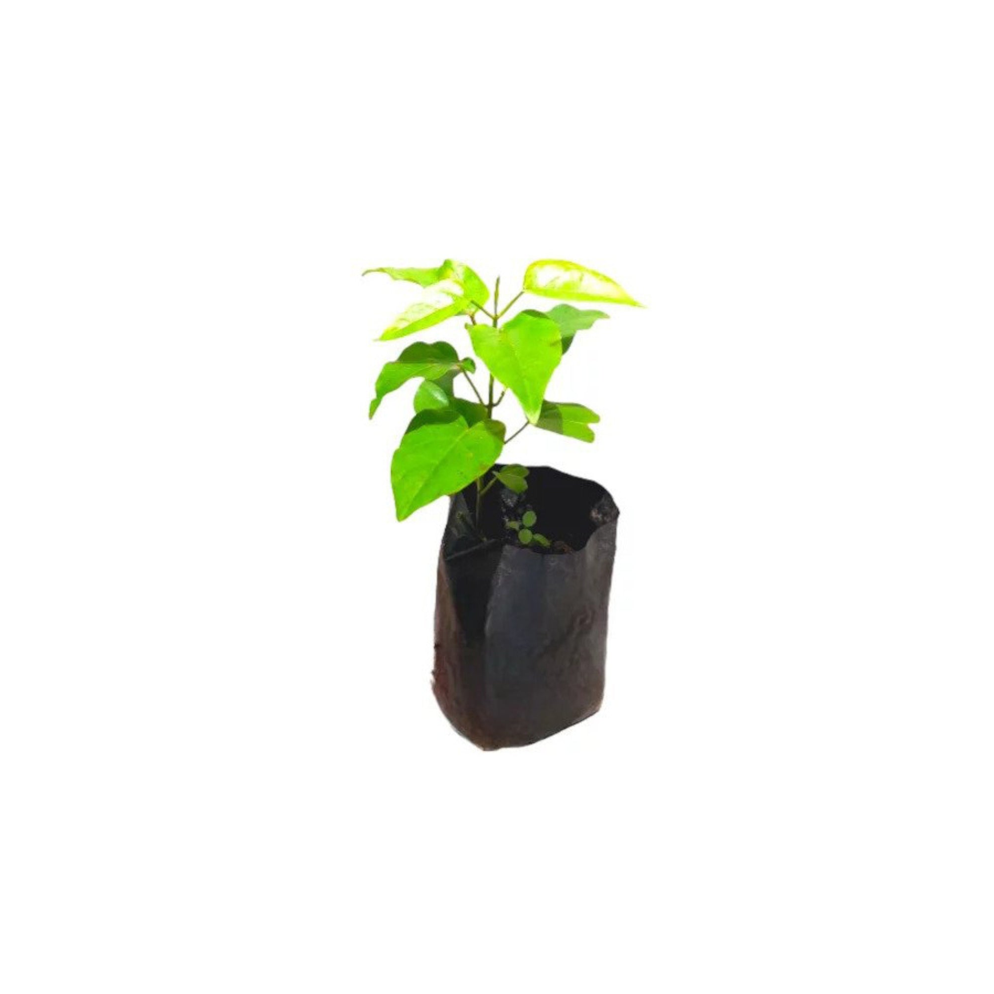 Lakpura® Kiri Anguna Plant