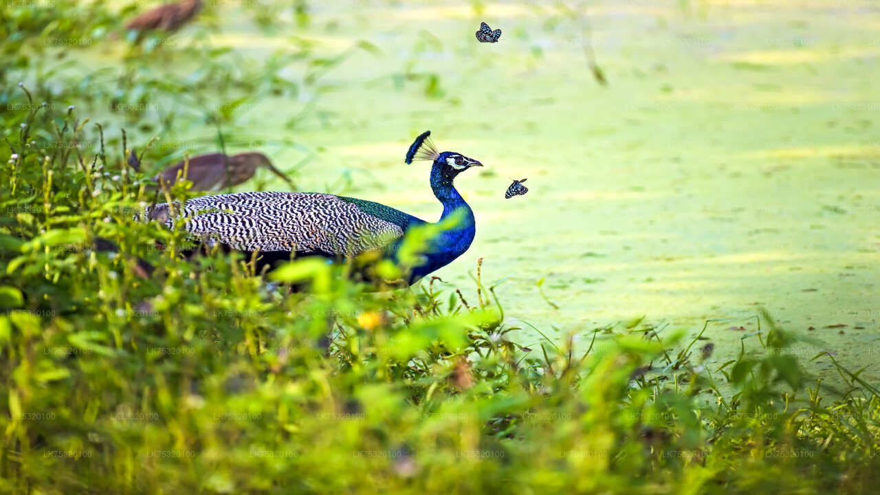 Birdwatching from Habarana City