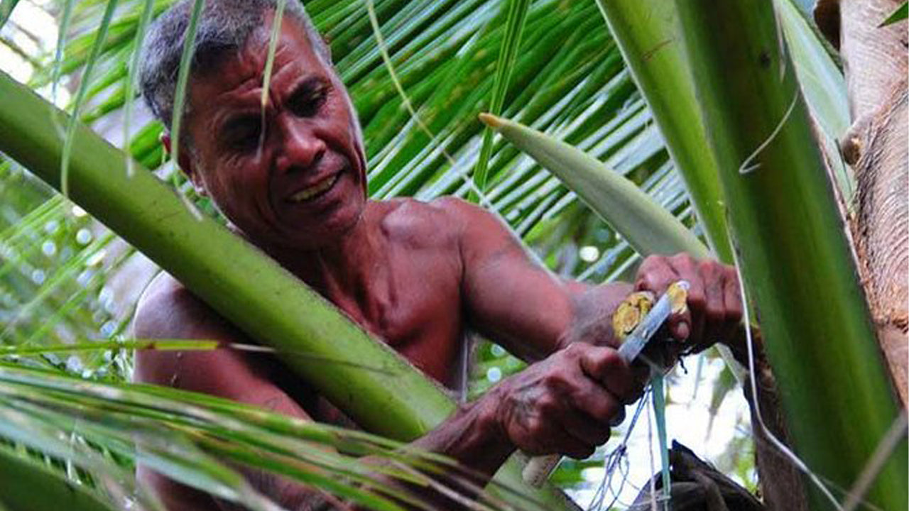 Toddy Exploring Tour from Negombo City
