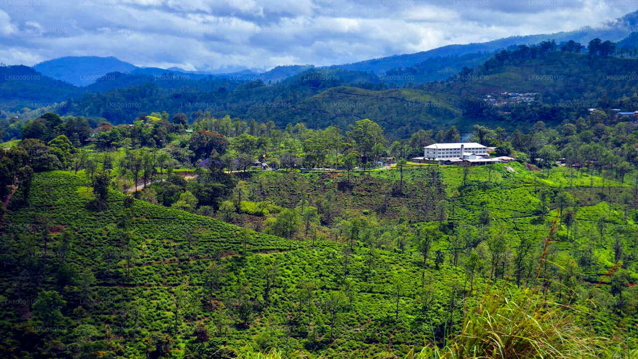 Tea Estate Experience from Ella City