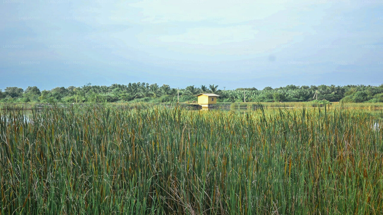 Village Experience from Tissamaharama City