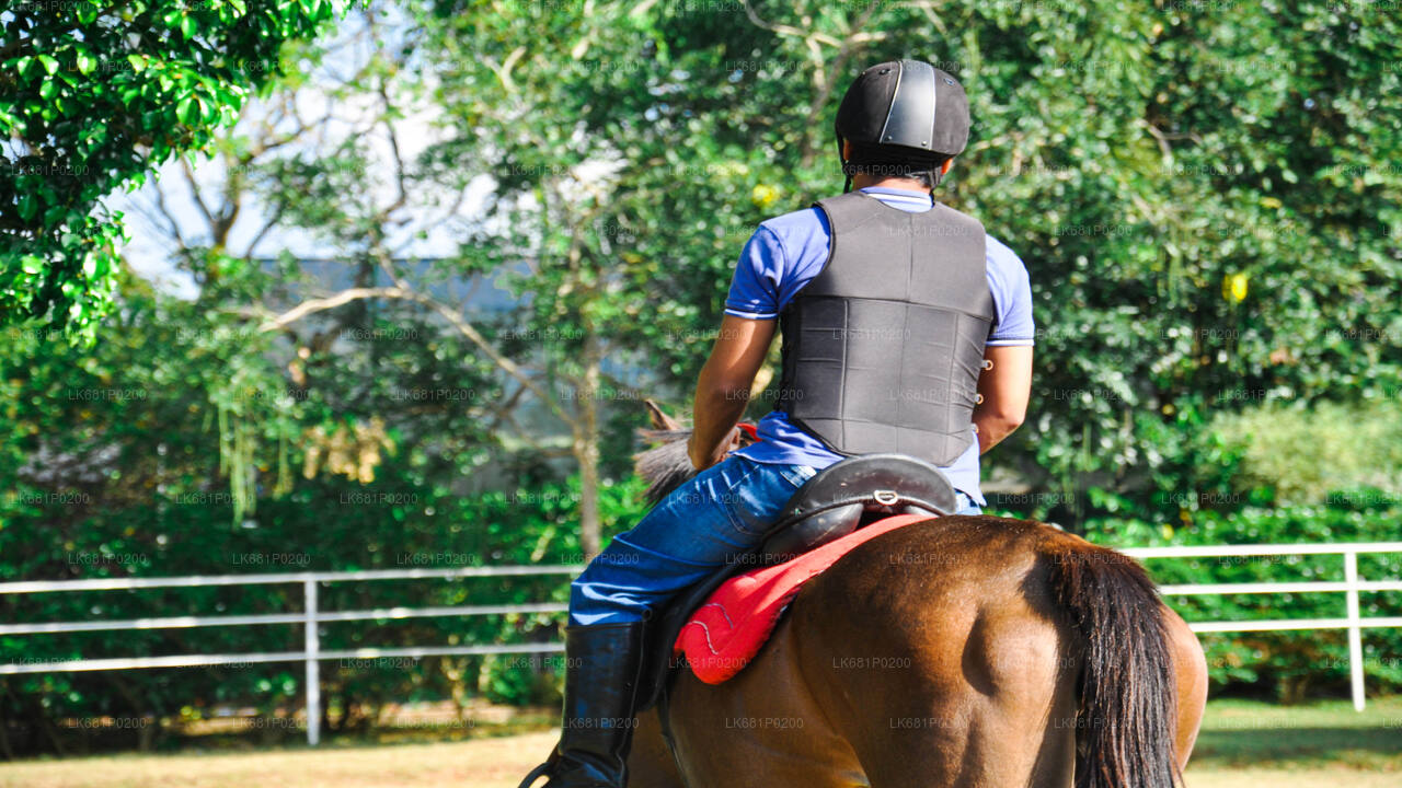 Horse Riding for Professionals from Negombo City