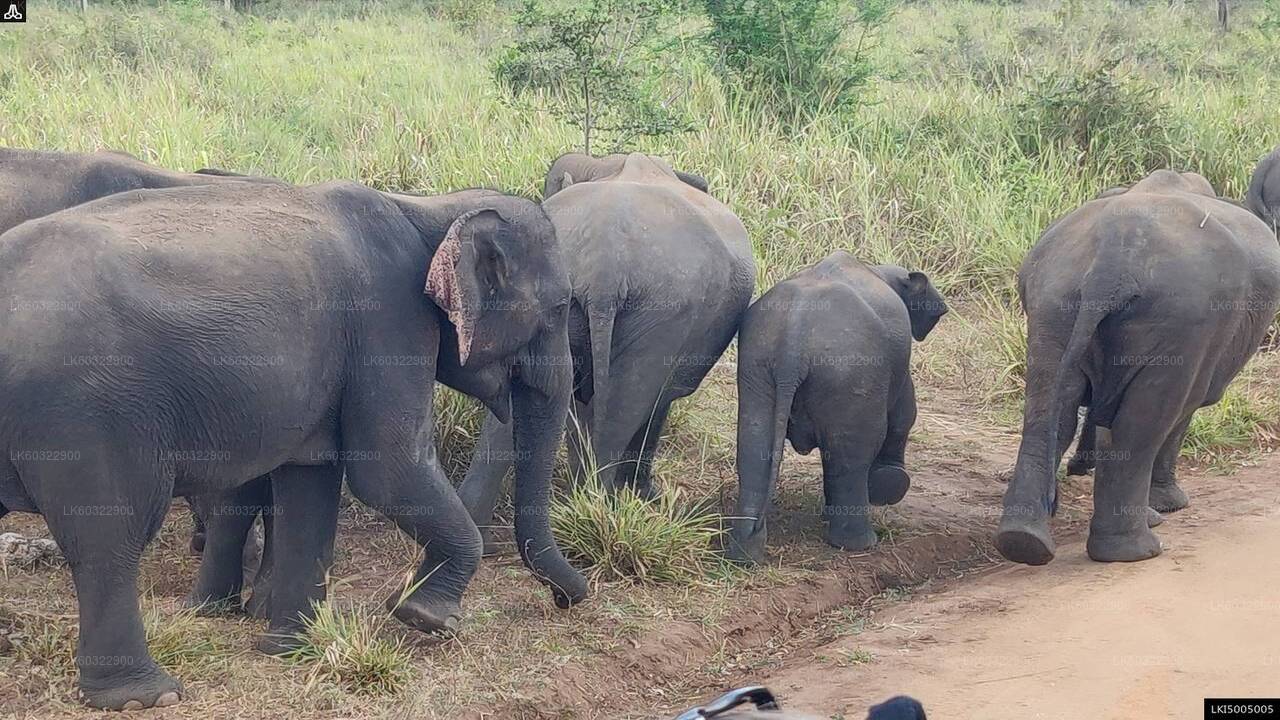 Hurulu Eco Park Private Safari from Habarana City