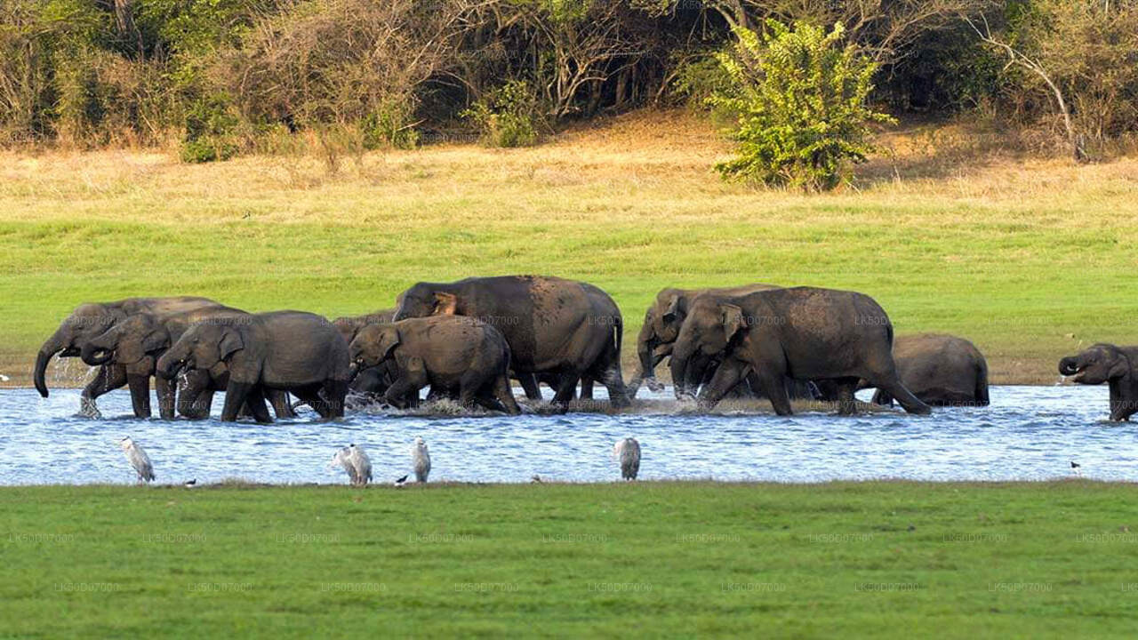 Kaudulla National Park Private Safari from Polonnaruwa City