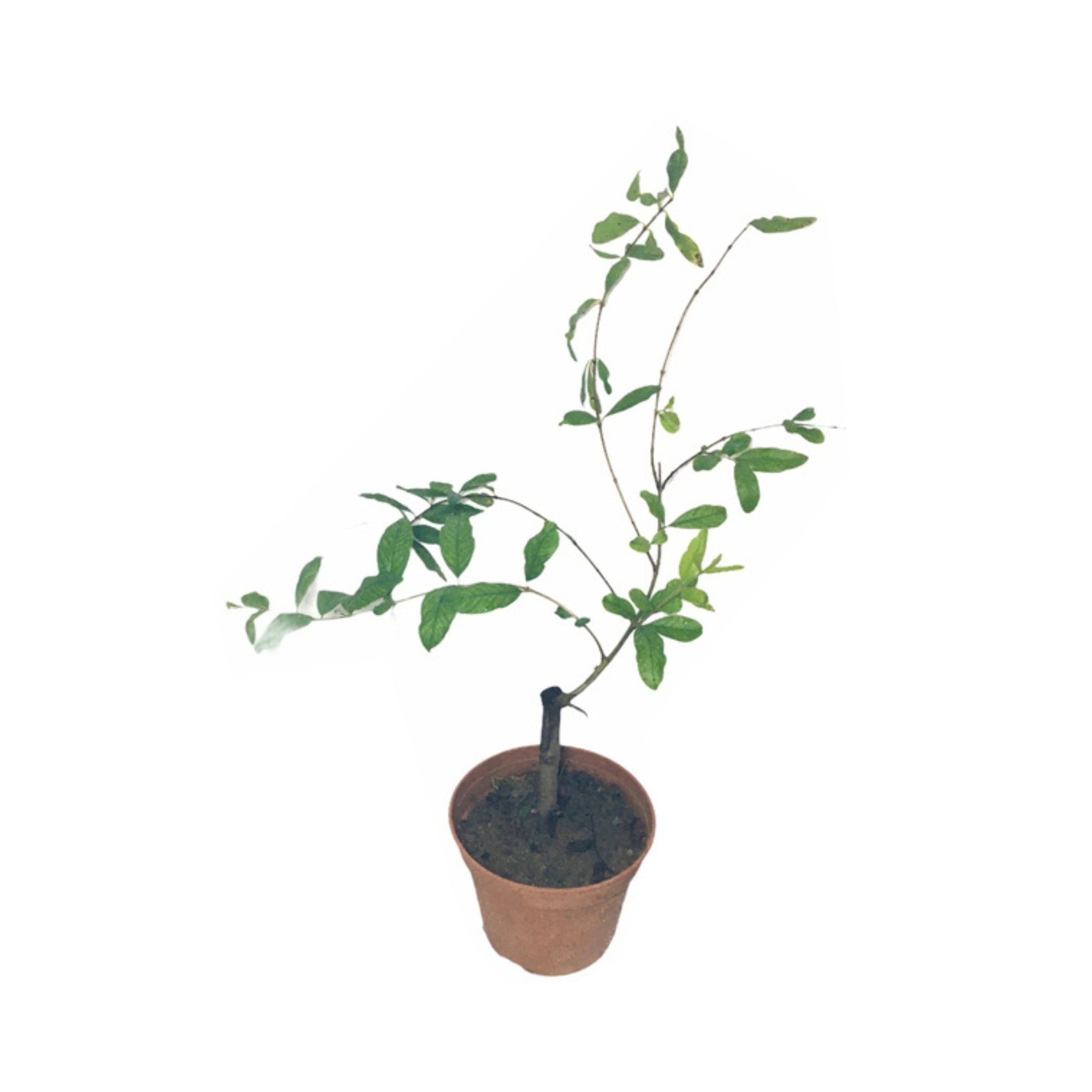 Lakpura® Indian Red Pomegranate Plant