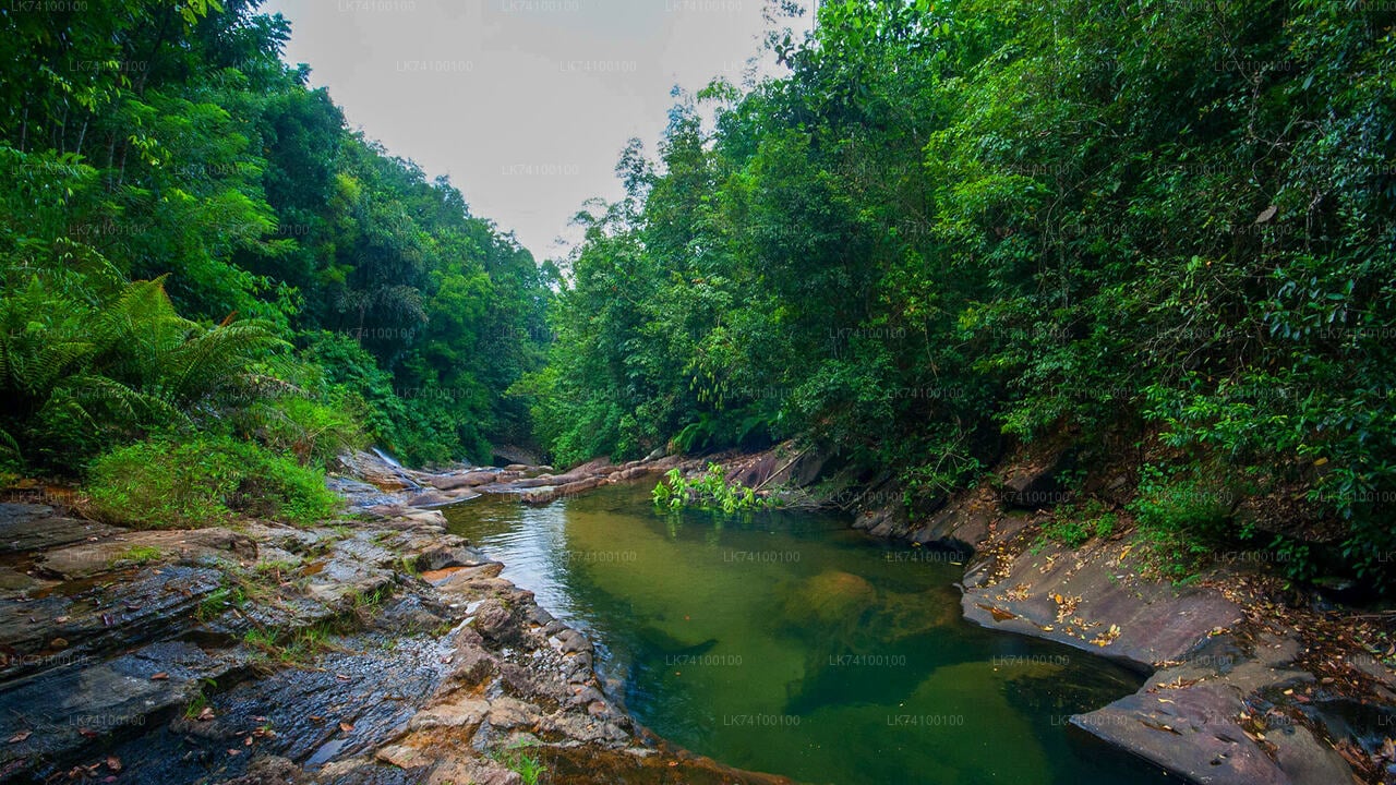 Rainforest Trekking from Kitulgala City