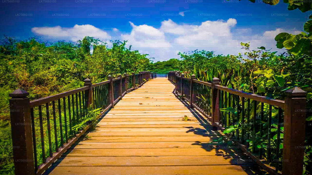 Birdwatching at Thalangama Wetlands from Colombo City