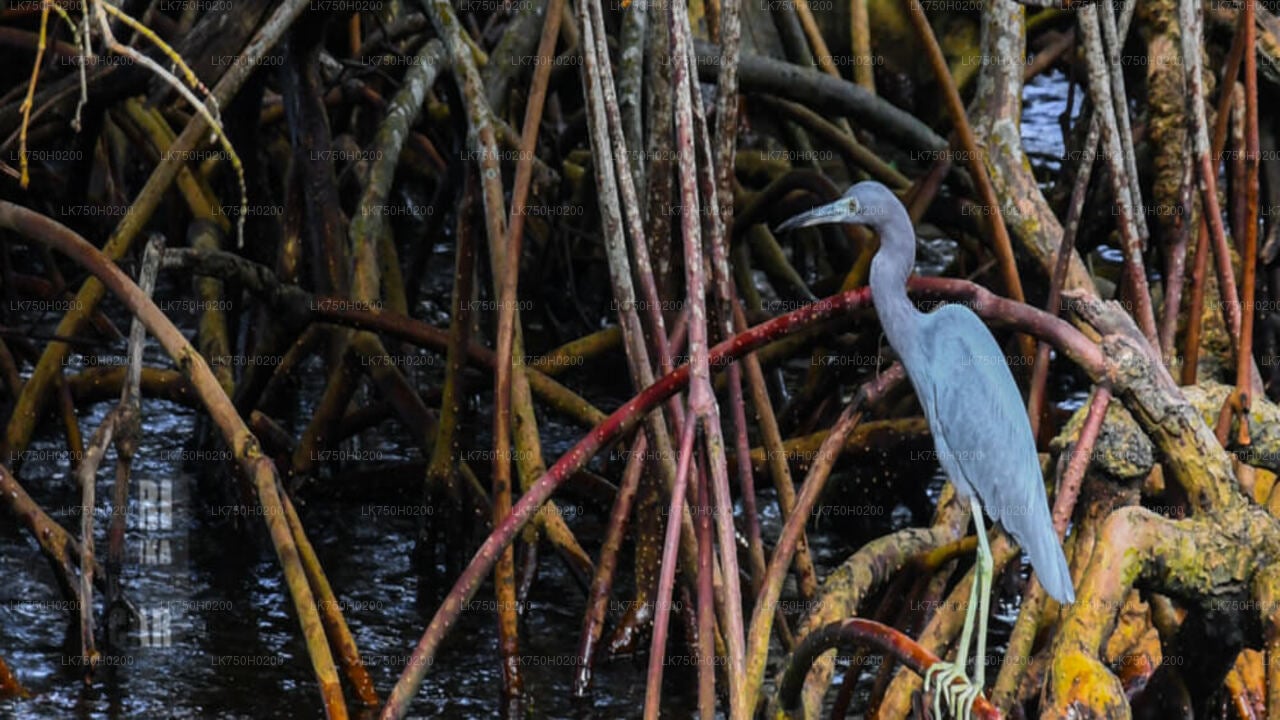 Birdwatching at Muthurajawela Marsh from Colombo City