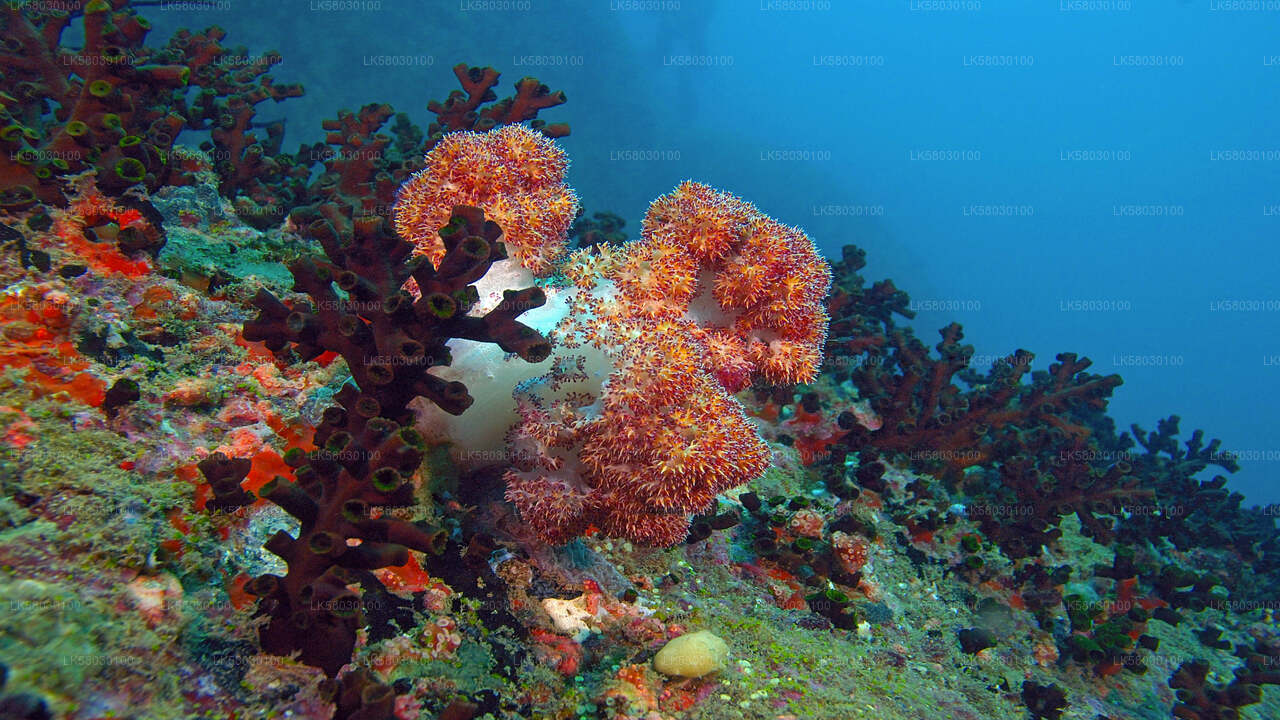 Snorkeling da Bentota City