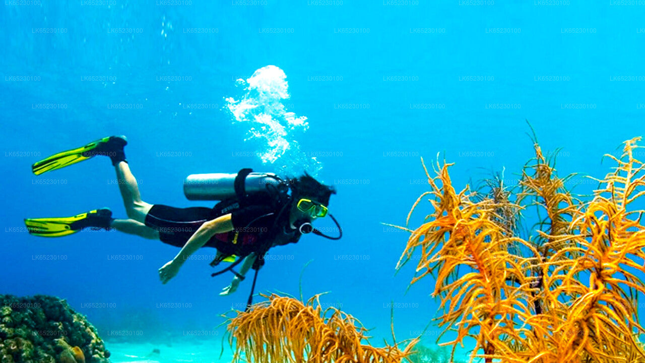 Scuba Diving from Trincomalee City