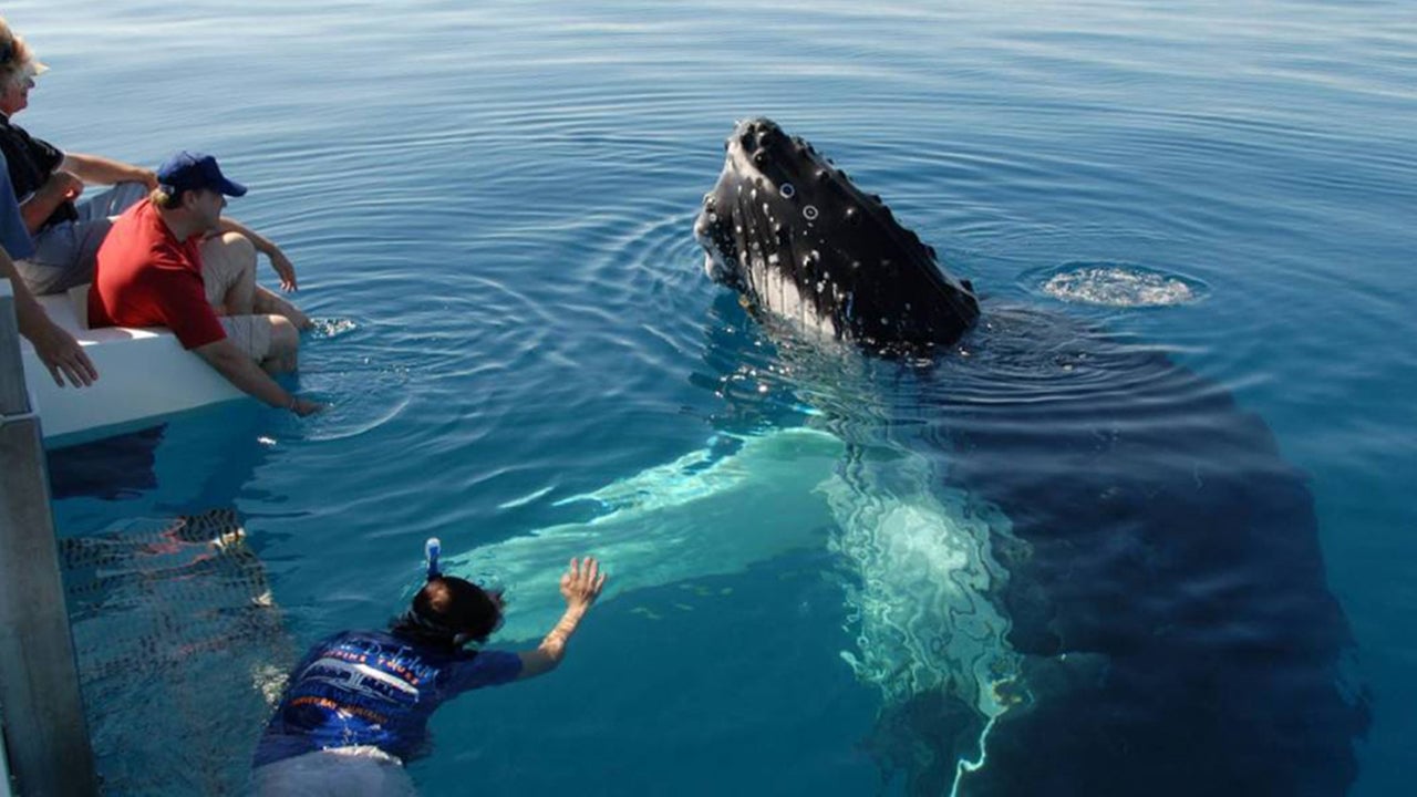 Whale Watching by Shared Boat from Galle City