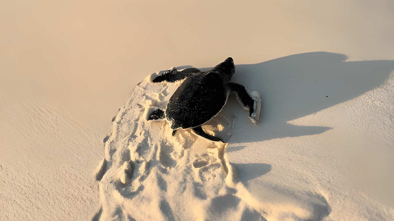 Baby Turtle Release from Bentota City