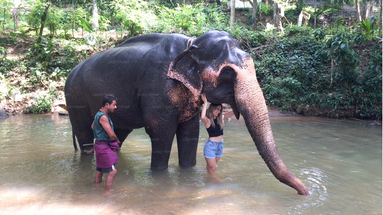 Millennium Elephant Foundation from Colombo Port (Private Day Tour)
