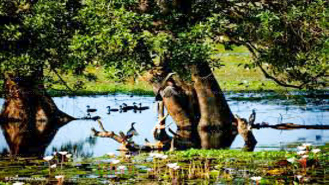 Birdwatching at Anawilundawa Sanctuary from Colombo City