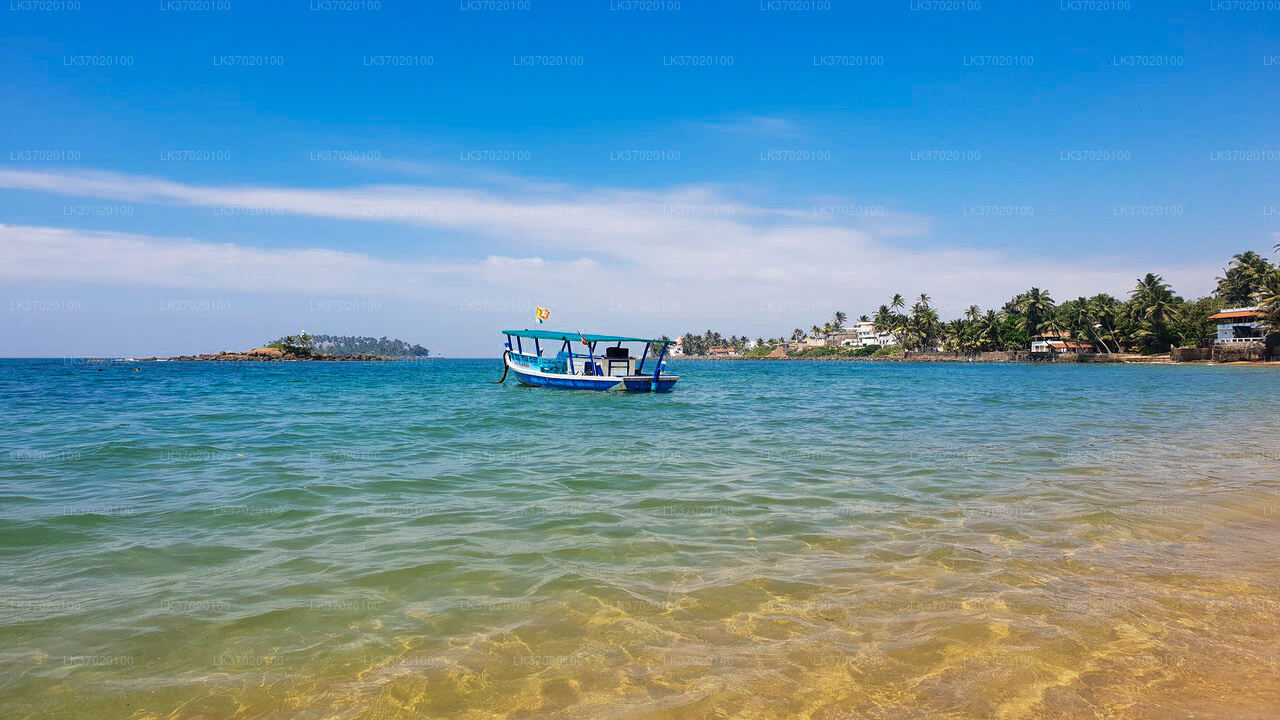 Whale Watching by Shared Boat from Ahungalla City