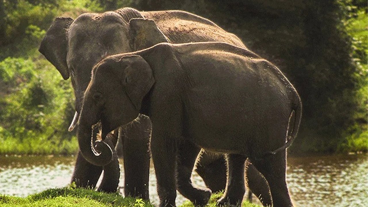 Yala National Park Safari from Weligama City