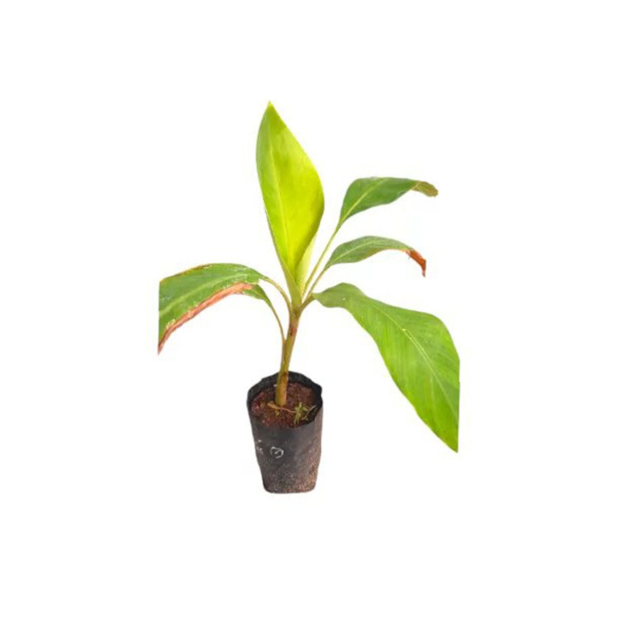 Lakpura® Kolikuttu Banana Plant