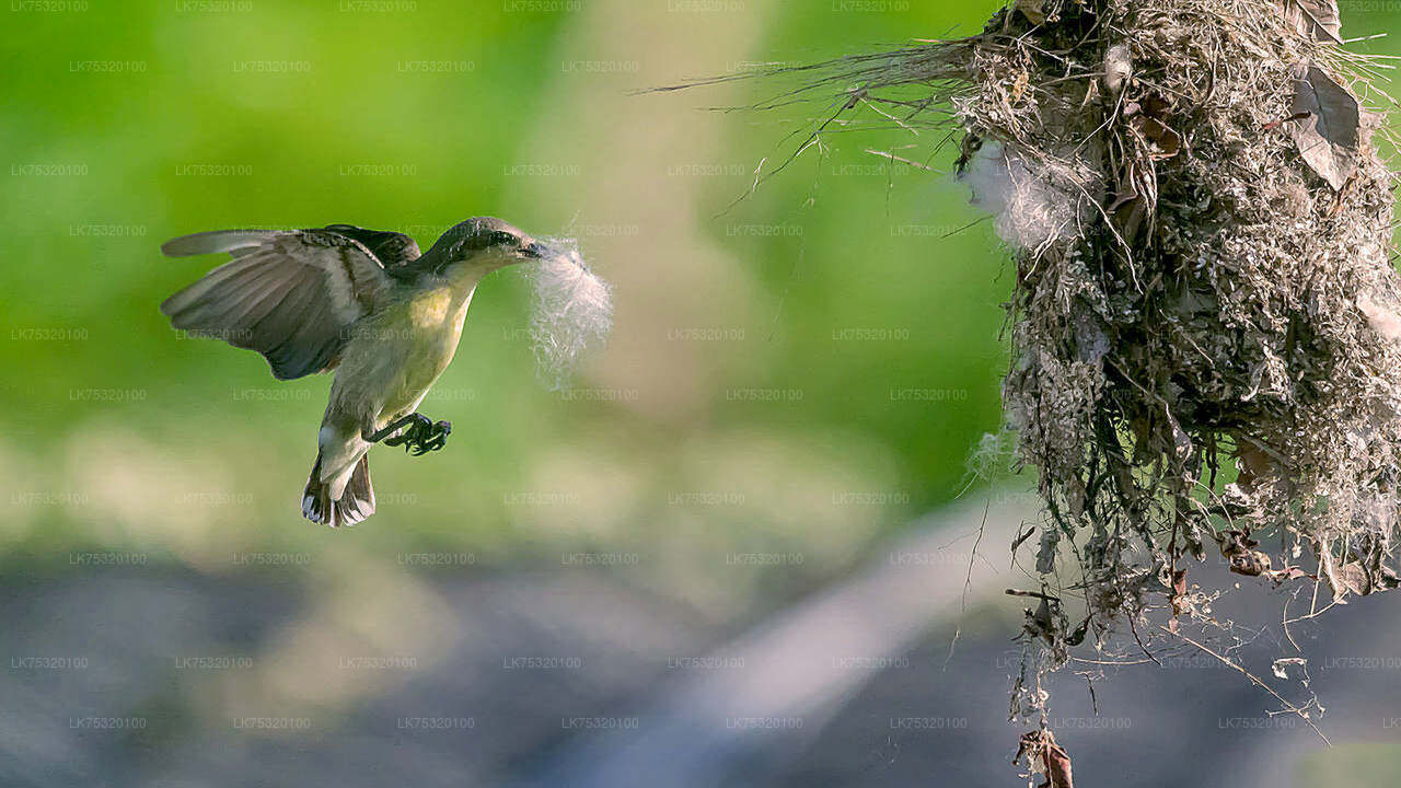 Birdwatching from Habarana City