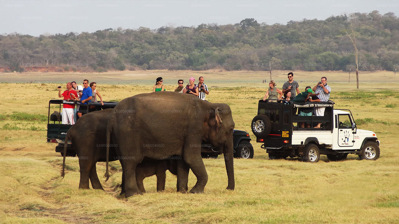 Udawalawe National Park Safari from Galle City