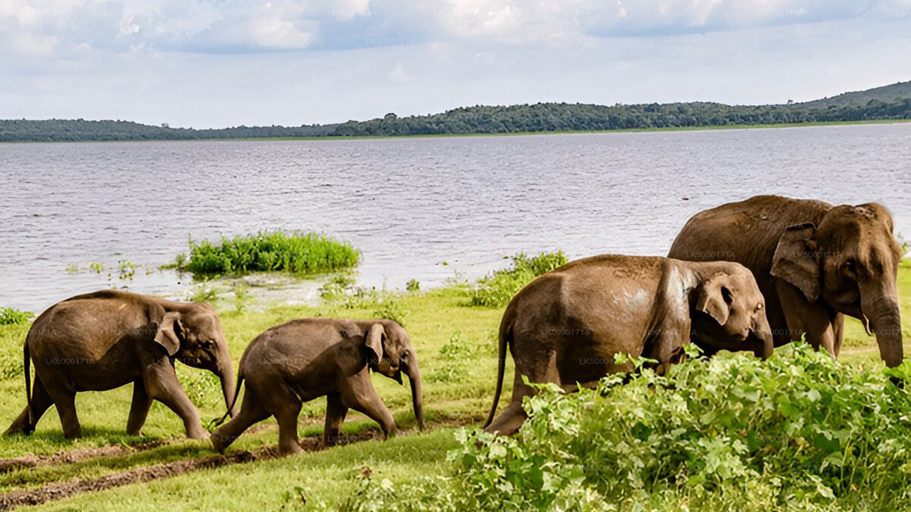 Billet d'entrée du parc national d'Udawalawe avec safari privé