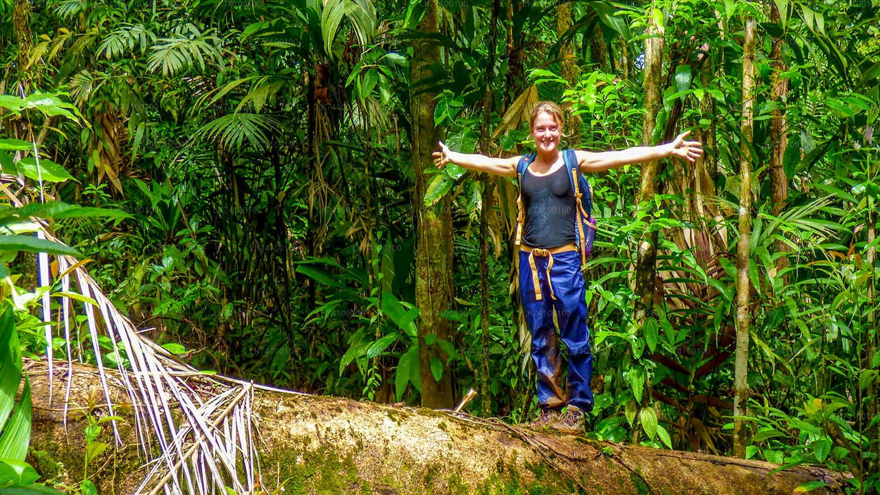 Rainforest Trekking from Kitulgala City