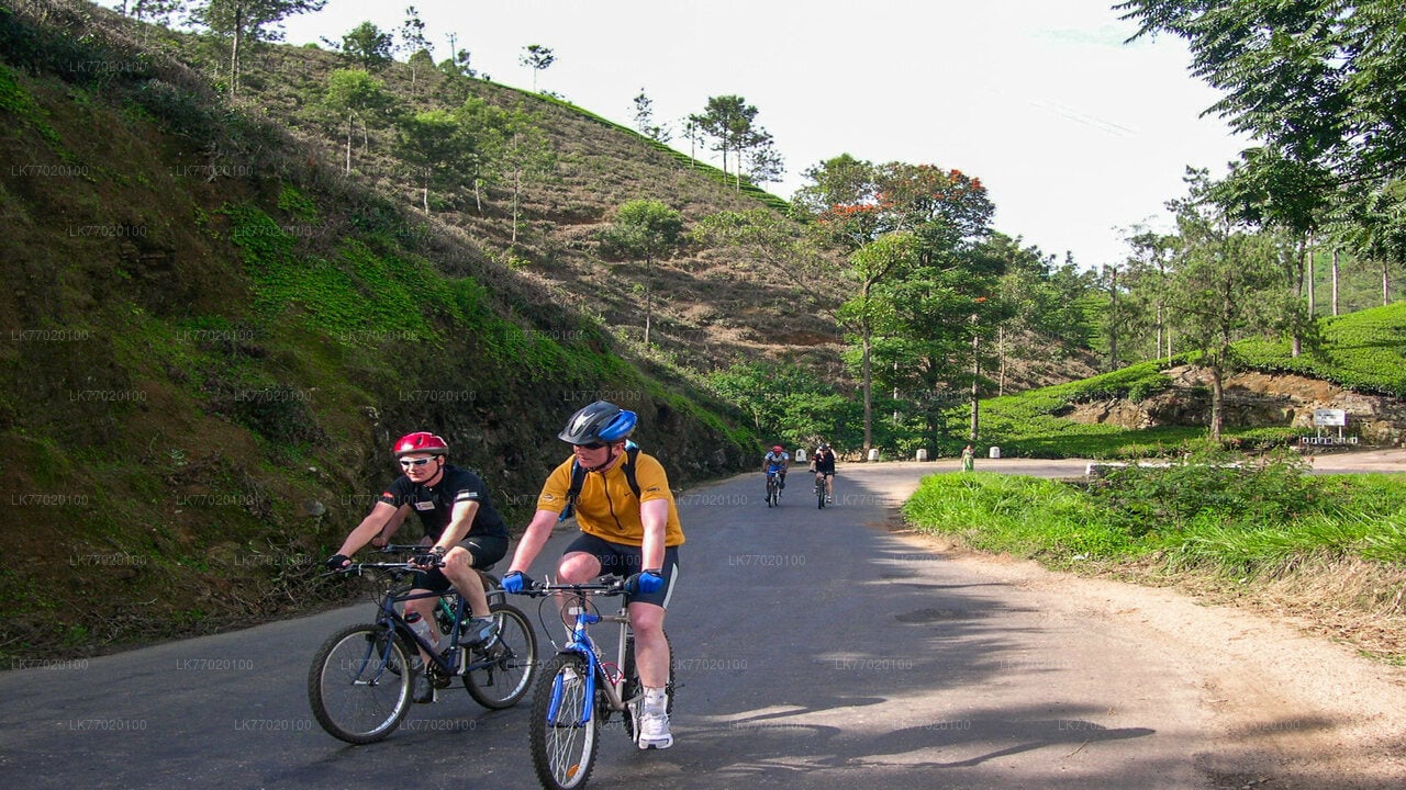 Tea Fields by Bicycle from Kandy City