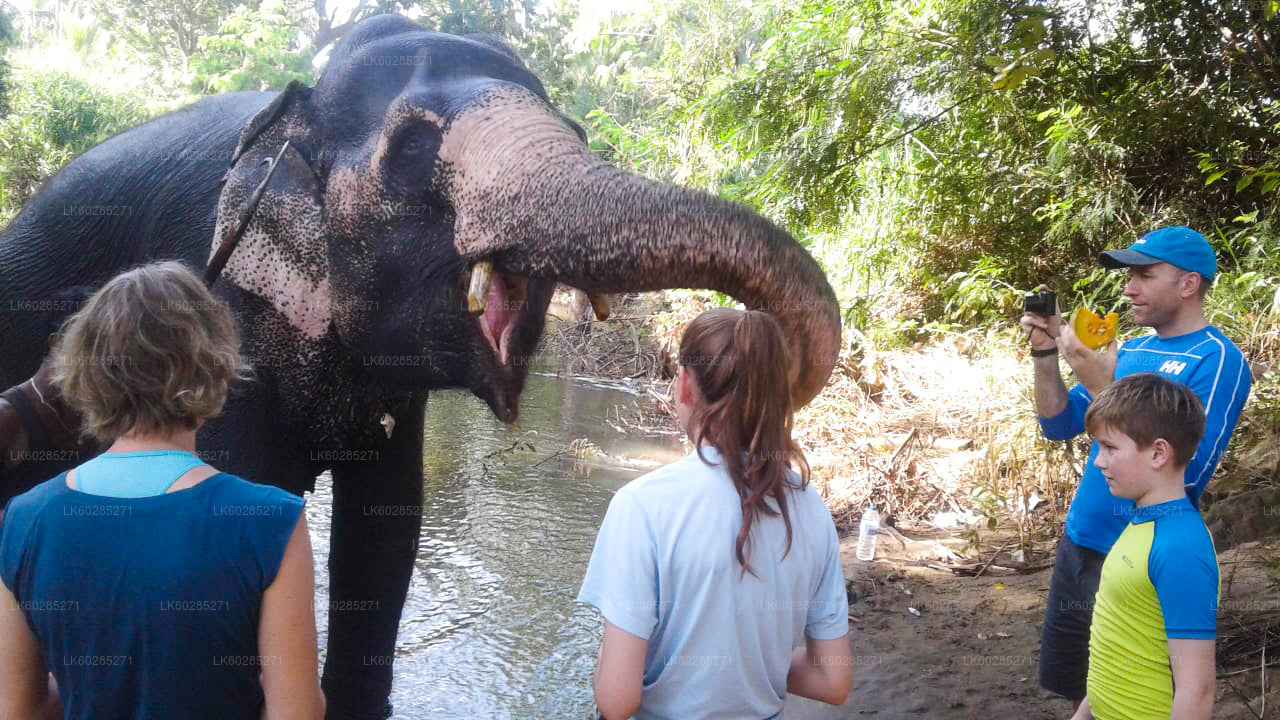 Habarana Elephant Back Ride Tour from Dambulla City