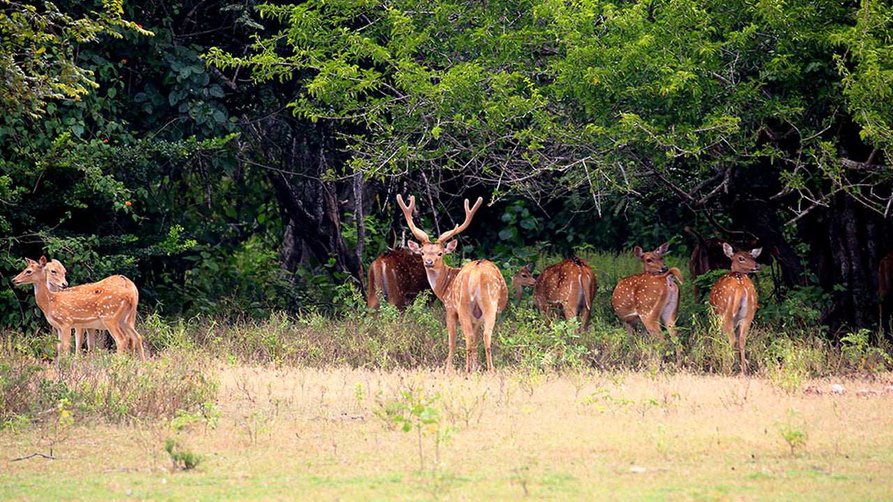 Kumana National Park Eintrittskarten